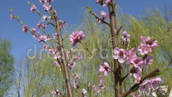 油桃树的花朵在天空下的春天视频的预览图