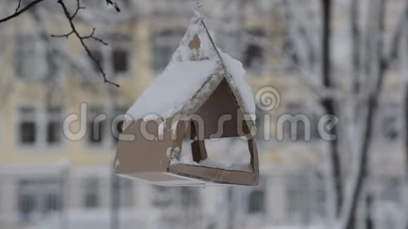 冬天的树上挂着纸板喂鸟器视频的预览图