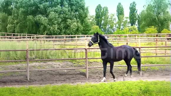 黑暗美丽的马脱下来跑下围场户外马表现出他的脾气视频的预览图