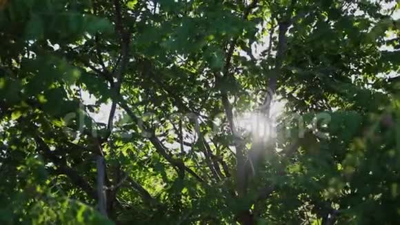 自然背景美丽的太阳透过风树绿叶的吹拂而闪耀与太阳模糊的抽象波克视频的预览图