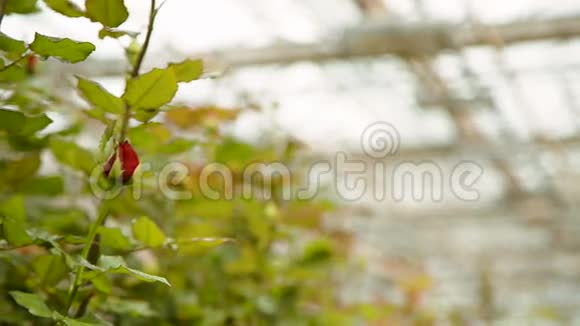 布什身上盛开的红玫瑰视频的预览图