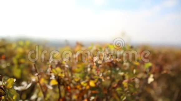 秋天的灌木丛风景视频的预览图