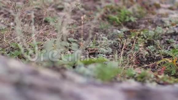阳光下美丽的青苔青苔特写宏观苔藓生长在树上苔藓背景优美视频的预览图