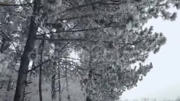 冬松林中有雪覆盖的树枝冬天的一天雪落下来覆盖着杉树冬季背景视频的预览图