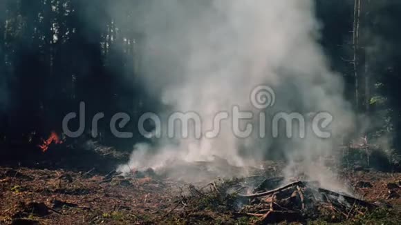 充满烟雾和灰烬的风景带树枝和柴火的篝火视频的预览图