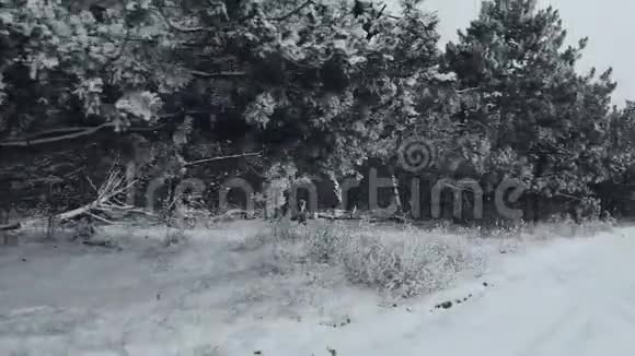 冬松林中有雪覆盖的树枝冬天的一天雪落下来覆盖着杉树冬季背景视频的预览图