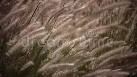 绿树如芦苇风摇动它视频的预览图