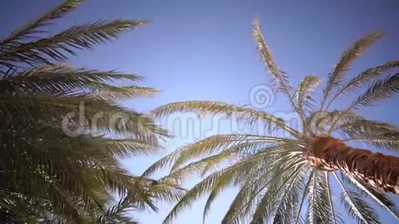 晴朗的蓝天和风中的叶子从棕榈树关门视频的预览图