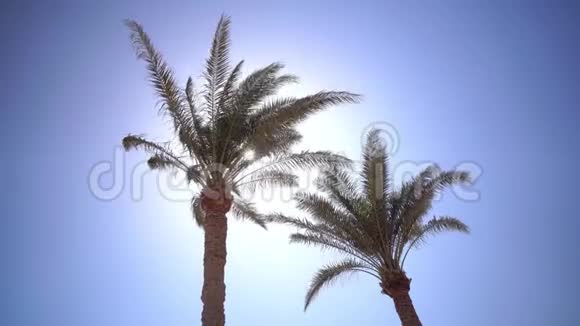 在风中从棕榈树上挥舞着树叶一只鸟飞过视频的预览图