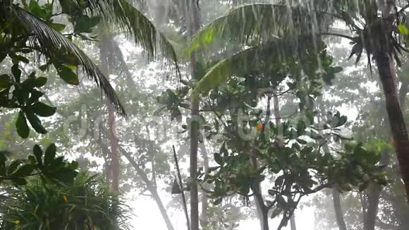 热带花园里的雨视频的预览图