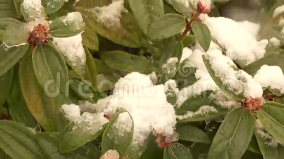 雪下的木兰树视频的预览图