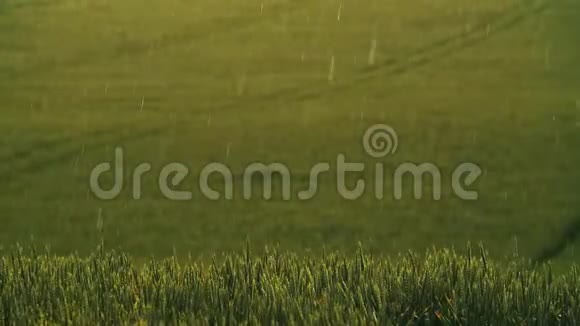 大雨过了田野年轻的绿色小麦胚芽雨过田野美丽的大自然美丽的风景视频的预览图