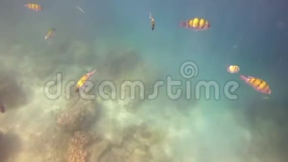 安达曼海的4K海洋生物视频的预览图