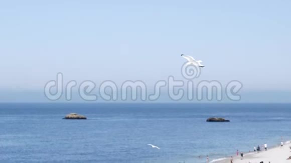 白鸥在蓝海的背景下以岩石海岸飞行行动白色海鸥在晴空飞行的背景视频的预览图