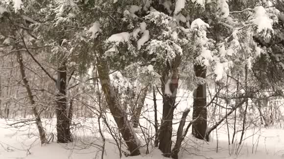 森林中积雪覆盖的树枝特写视频的预览图