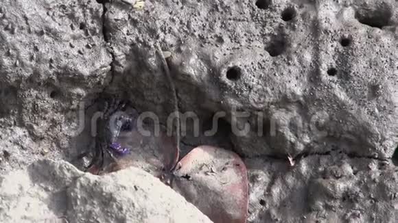 澳大利亚昆士兰州任务海滩岩石上的小黑和紫色螃蟹视频的预览图