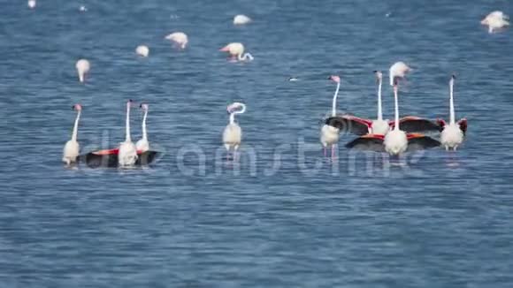 一群美丽的火烈鸟在塞浦路斯的拉纳卡盐湖的拉纳卡盐湖散步视频的预览图