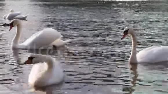 白色天鹅正在城市公园的池塘里游泳视频的预览图