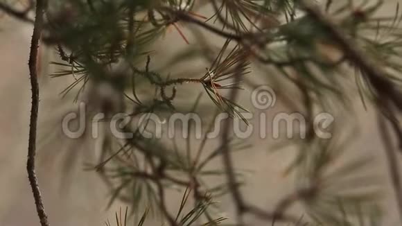 大片的冷杉针雪慢慢地飘落片片在云杉和松树上旋转视频的预览图