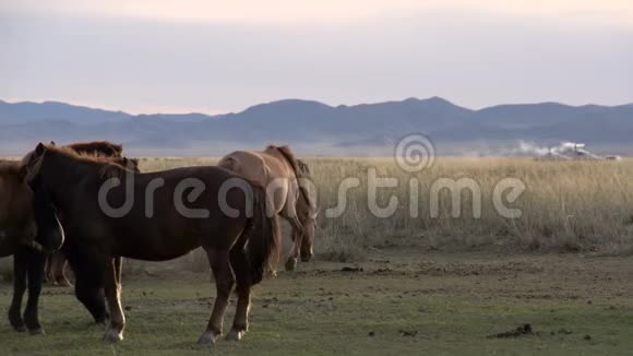 背景蒙古包上的马Ger视频的预览图
