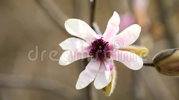 春天的花朵系列微风中粉红玉兰的花朵春天盛开的木兰树近景4K视频的预览图