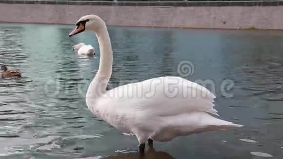 美丽的白色天鹅正在城市公园的池塘里游泳视频的预览图