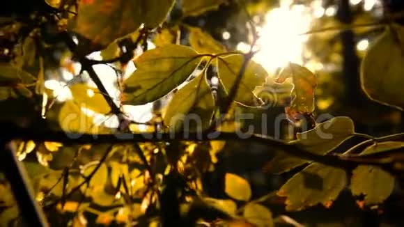 秋天的叶子穿过太阳的翅膀视频的预览图