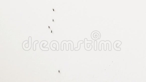 白色墙壁上的蚂蚁视频的预览图