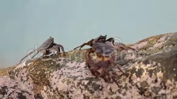 小螃蟹在岸边的岩石上爬行视频的预览图