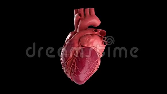 人类心脏跳动4K无缝环在黑色与卢马马特视频的预览图