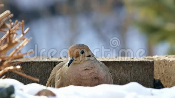 摩宁鸽子泽纳达马克鲁拉在雪地上休息视频的预览图