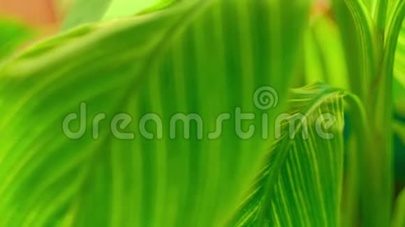 美丽的绿色植物视频视频的预览图