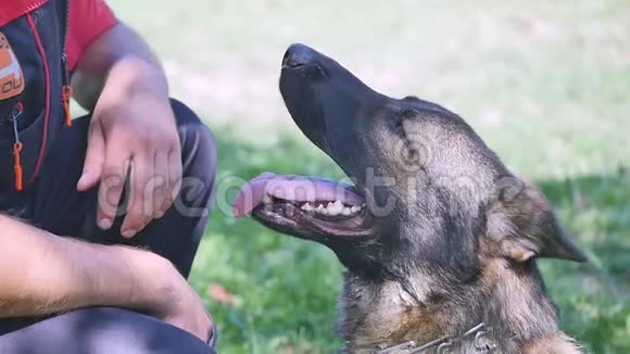 德国牧羊犬坐在草地上看着驯兽师视频的预览图