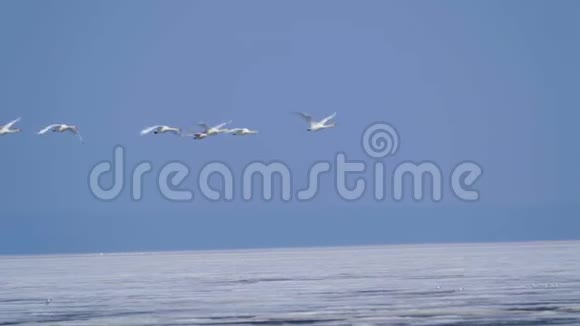 一群野白天鹅在春天阳光明媚的早晨飞过一个大湖视频的预览图