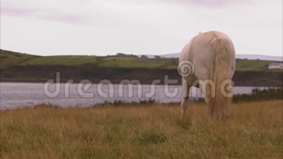 白马在吃东西视频的预览图
