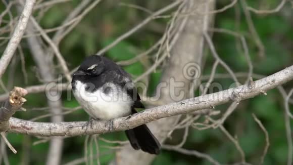 大角国家公园树上的一只黑白小鸟视频的预览图