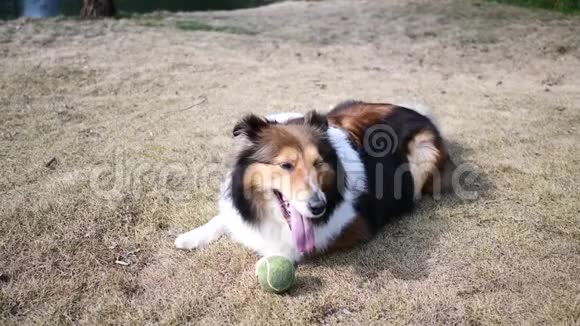 狗在草地上吠叫等待投掷球4K电影慢动作视频的预览图