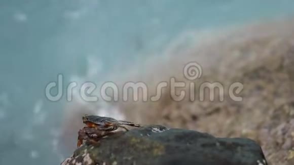 小螃蟹在岸边的岩石上爬行视频的预览图