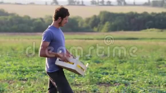 年轻的农民走在田野上在木箱里寻找和收获甜瓜视频的预览图