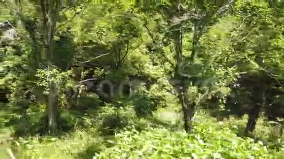 夏季有树木的绿色森林自然视频的预览图