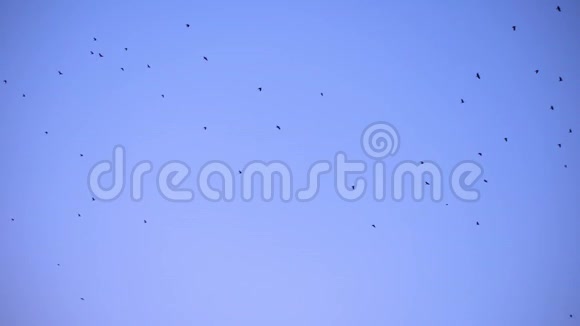一大群鸟一群鸟对着天空逐渐增加鸟类数量视频的预览图