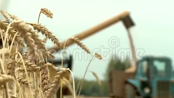 俄罗斯秋收小麦视频的预览图