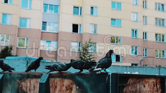 几只黑乌鸦在街上吃垃圾桶里的食物穿女人衣服的男人视频的预览图