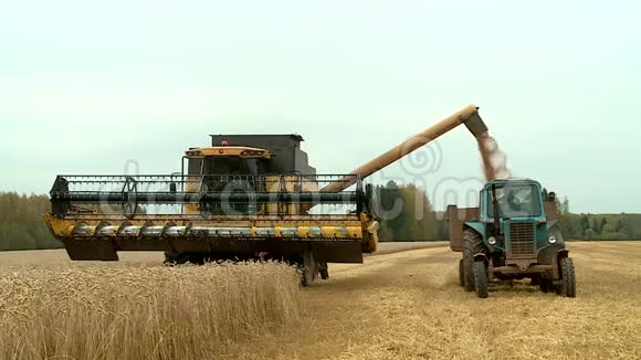 俄罗斯秋收小麦视频的预览图