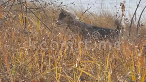 犬种西伯利亚西部莱卡在干草中狩猎狗捉老鼠视频的预览图