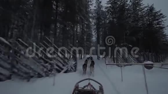 一群哈士奇狗拉着雪橇穿过松木视频的预览图