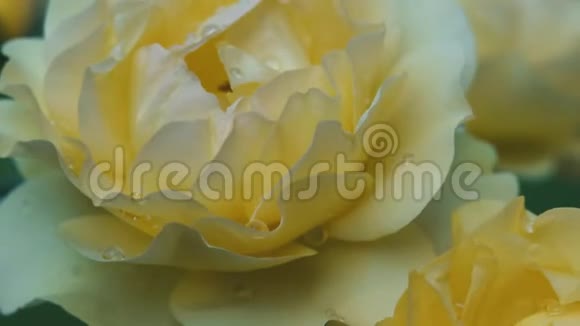 玫瑰美丽的黄色玫瑰花园里有水滴柔和的绿色背景视频的预览图