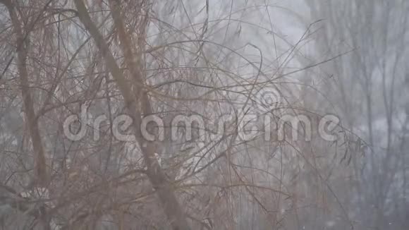 雪正慢慢地落在树上视频的预览图
