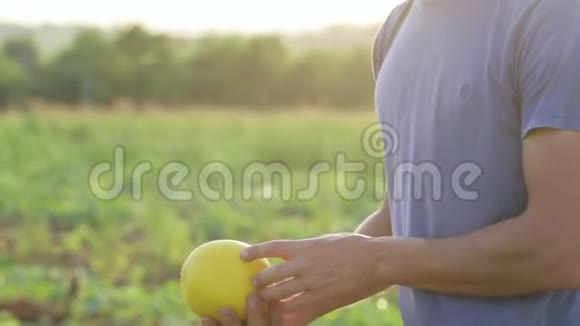 年轻英俊的农民检查甜瓜作物以准备收割视频的预览图