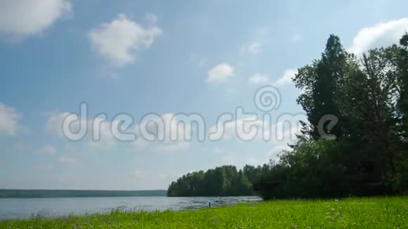 绿色夏林中洁净宁静的湖泊库存阳光明媚的一天森林里美丽的湖视频的预览图